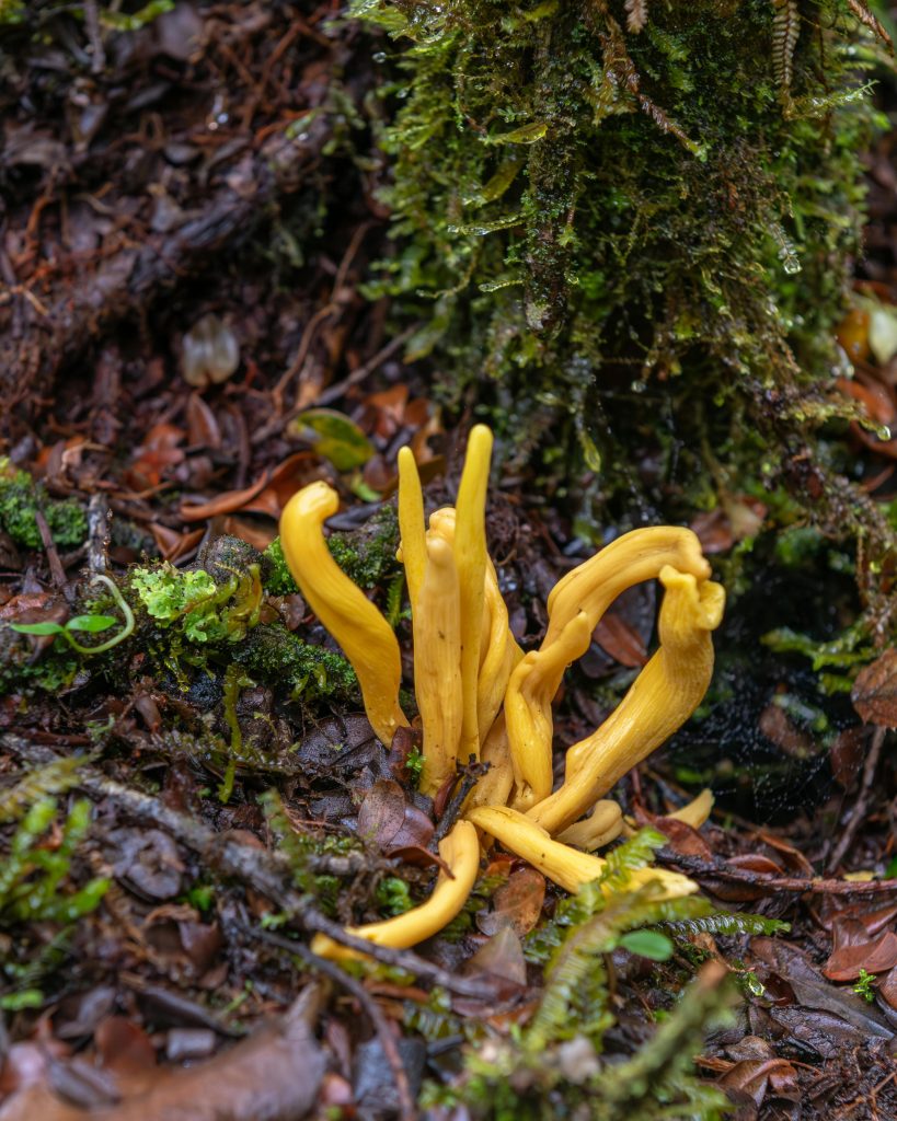 pexels-photo-34383537-34383537 Bright yellow fungi growing in the lush forest floor of Costa Rica.