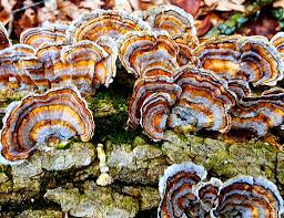 turkey tail mushroom pic Immune System Support